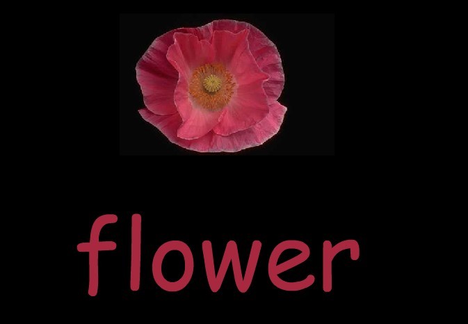 flower  花