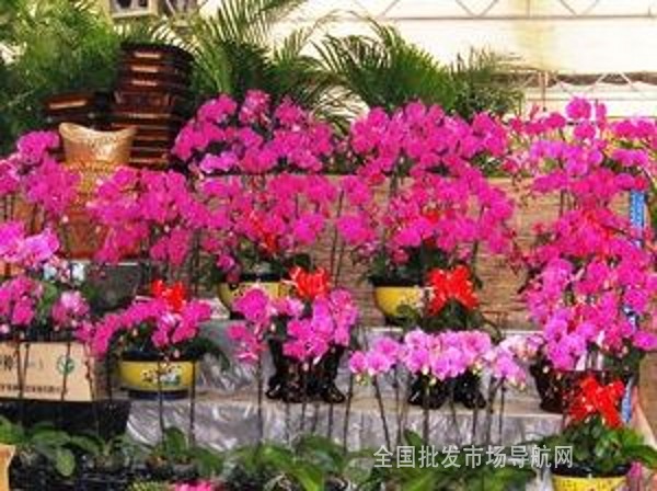 亳州联大园艺花卉市场-全国批发市场导航网